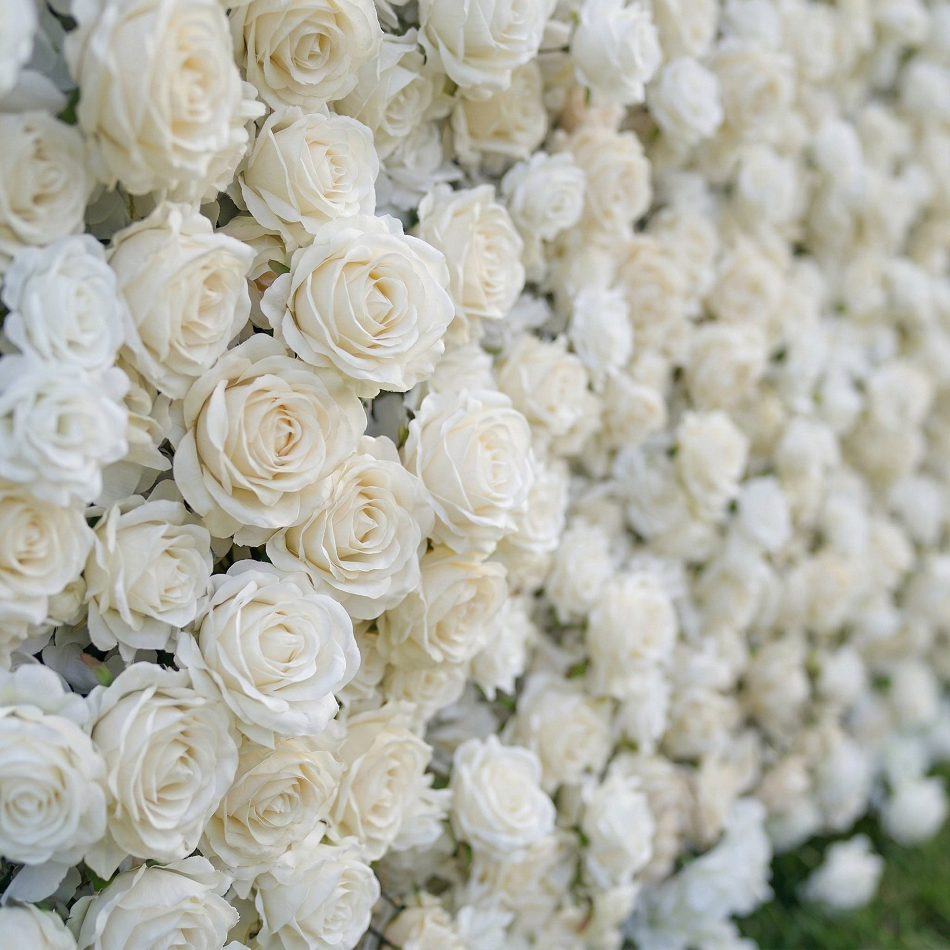 Ivory white silk rose flower wall detail