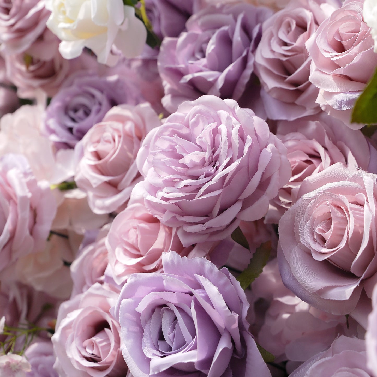 Close-up of lavender and blush layered rose textures