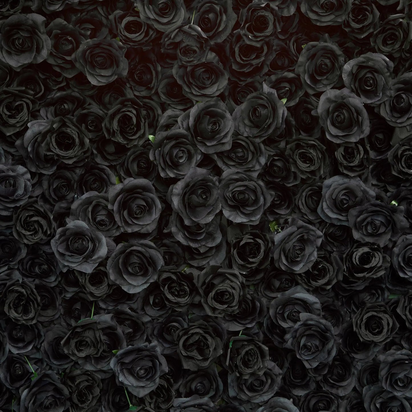 Rosy Luxury 3d Black Rose Flower Wall Rolling Up Floral Backdrop