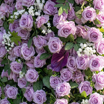 Purple rose flower backdrop detail