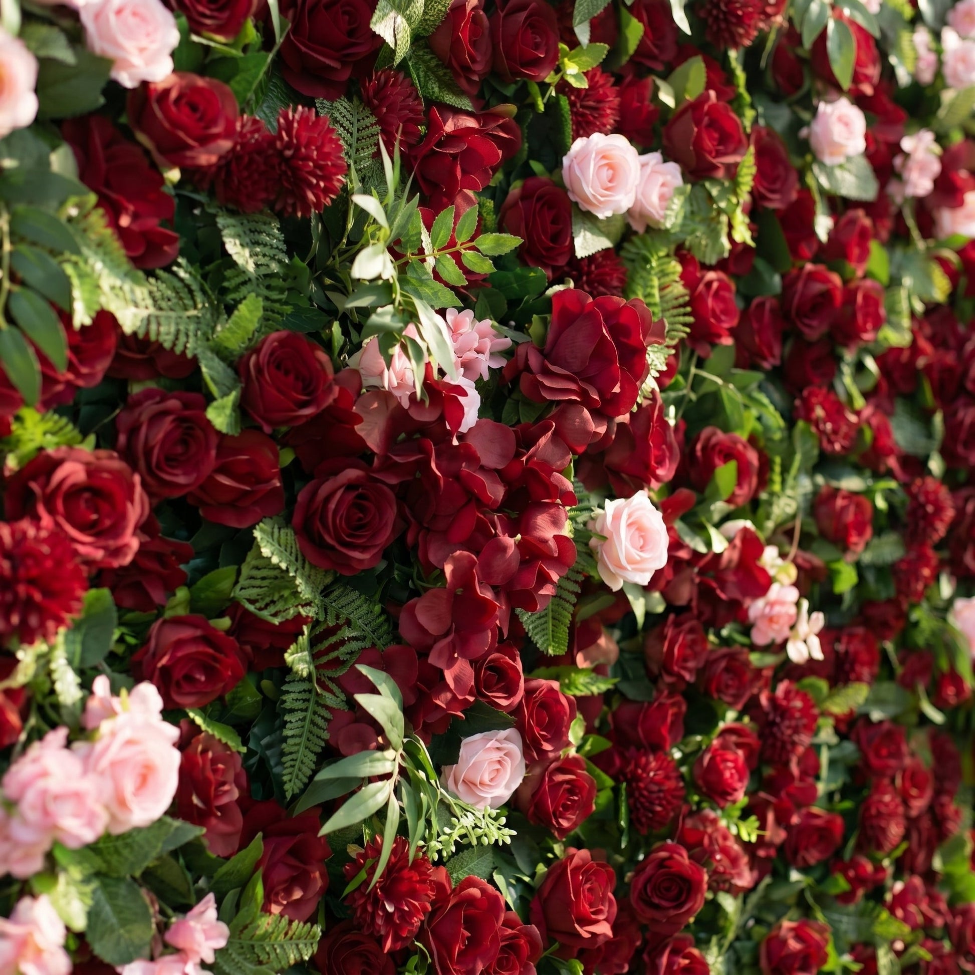 Burgundy red rose and foliage close-up