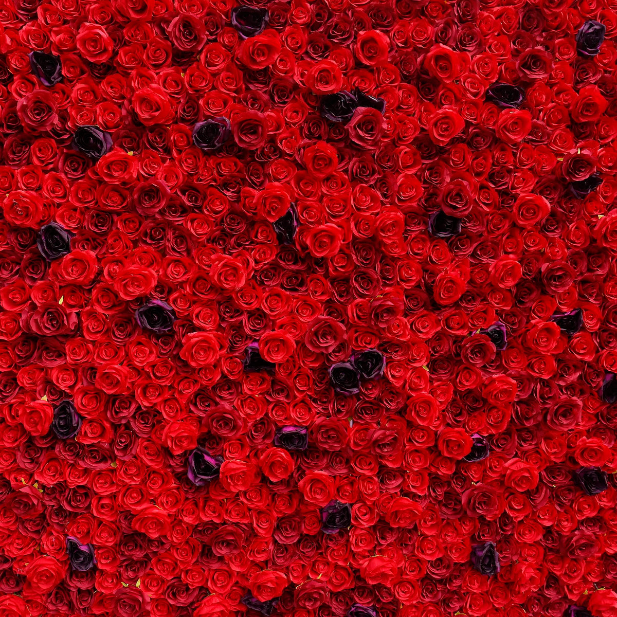 Rosy 3D Red Rose with Black Dot Embellish Floral Wall