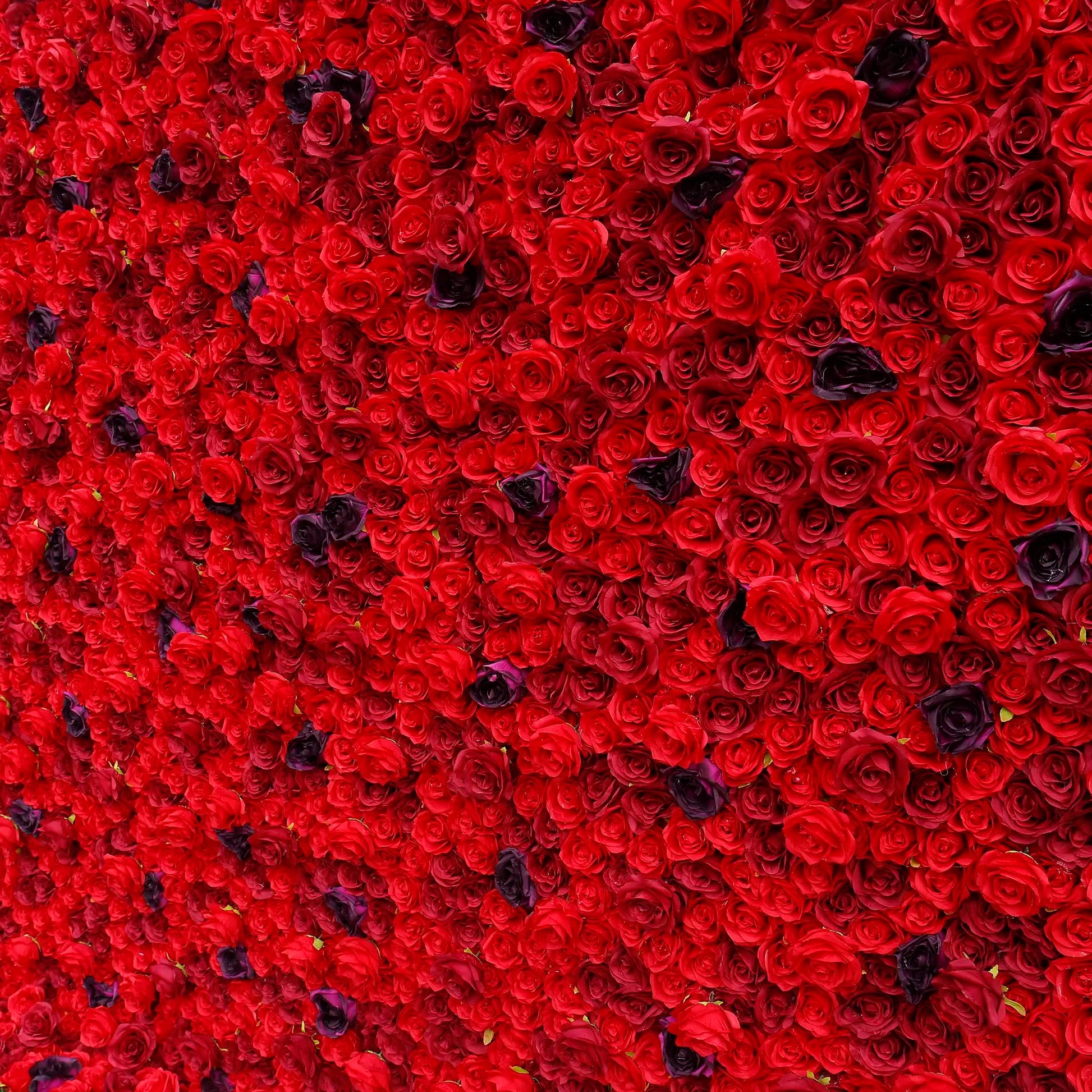 Rosy 3D Red Rose with Black Dot Embellish Floral Wall